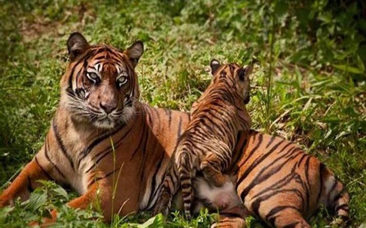 2022年农历正月十二出生的宝宝名字，生肖虎八字命理