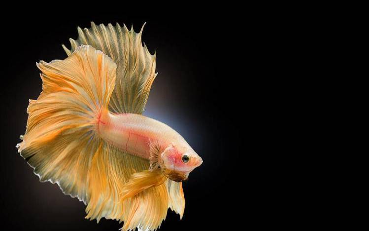 双鱼座适合养什么宠物,适合双鱼座养的宠物 双鱼座适合养什么宠物,适合双鱼座养的宠物