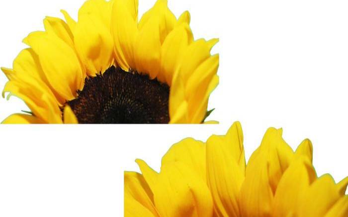 向日葵展开法 向日葵展开法