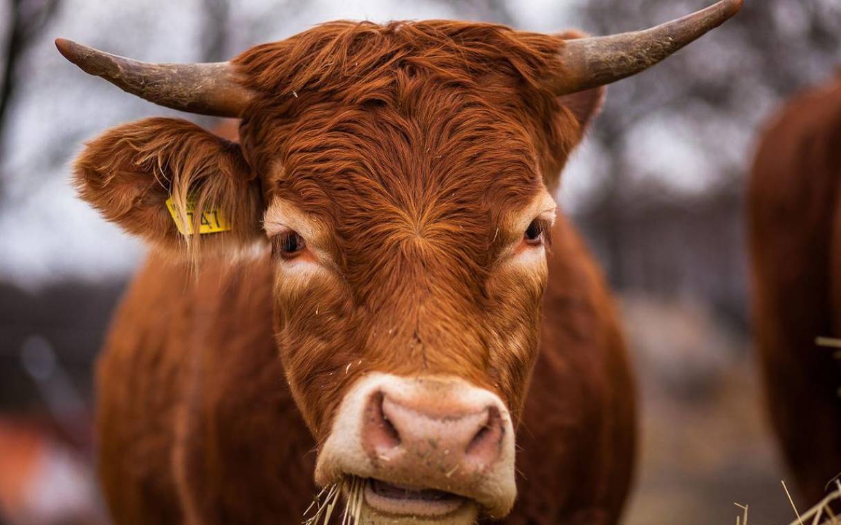 2024年10月份属牛的人运势好吗,十月丑牛运程发展趋势 2024年10月份属牛的人运势好吗,十月丑牛运程发展趋势