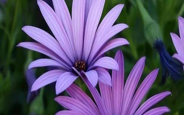 堪称小天使的星座女都有谁,十二星座治愈能力排行榜 堪称小天使的星座女都有谁,十二星座治愈能力排行榜