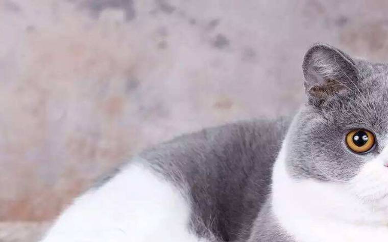 巨蟹座最适合的宠物猫