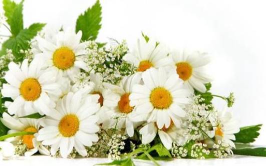 苏珊米勒每日星座运势(8.18) 苏珊米勒每日星座运势(8.18)