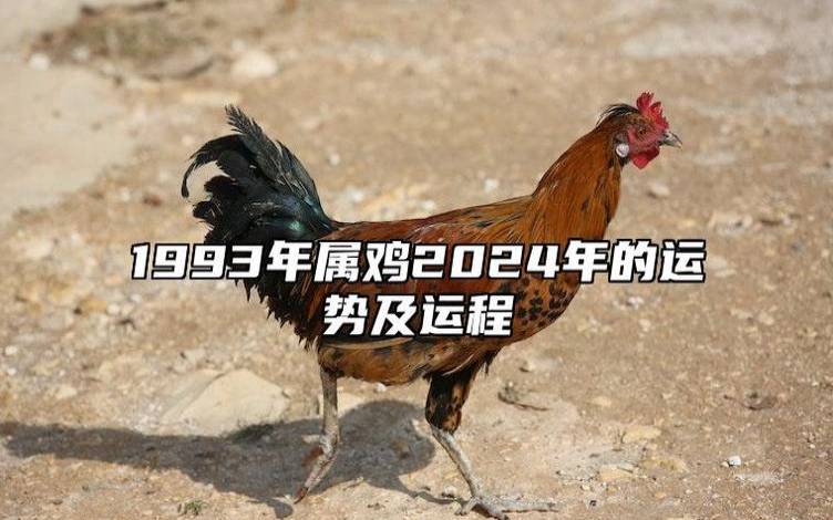 属鸡人2024年9月运势 属鸡人2024年9月运势