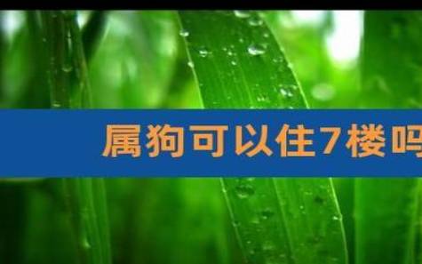 狗的出生年份，生肖狗人的最佳出生年份