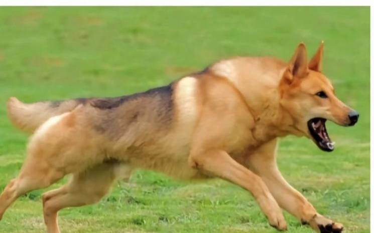 梦见群狼 梦见群狼