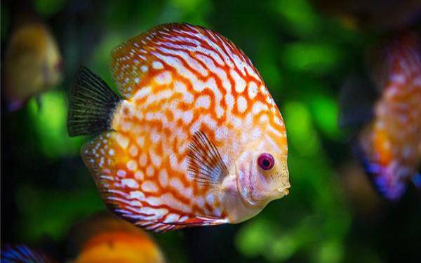 梦见鱼从水里跳出来,周公解梦之梦到鱼从水里跳出来 梦见鱼从水里跳出来,周公解梦之梦到鱼从水里跳出来