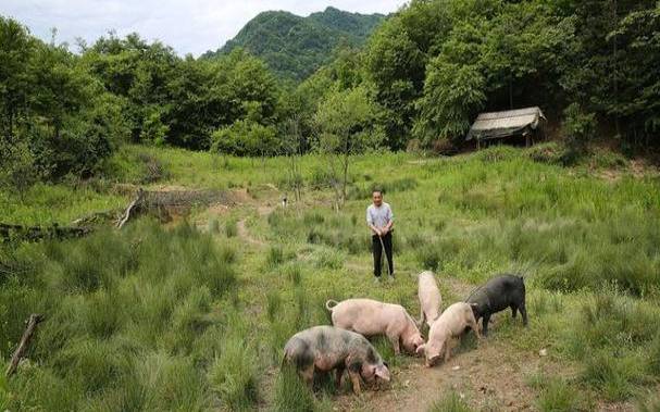 属猪人2018年农历二月运势