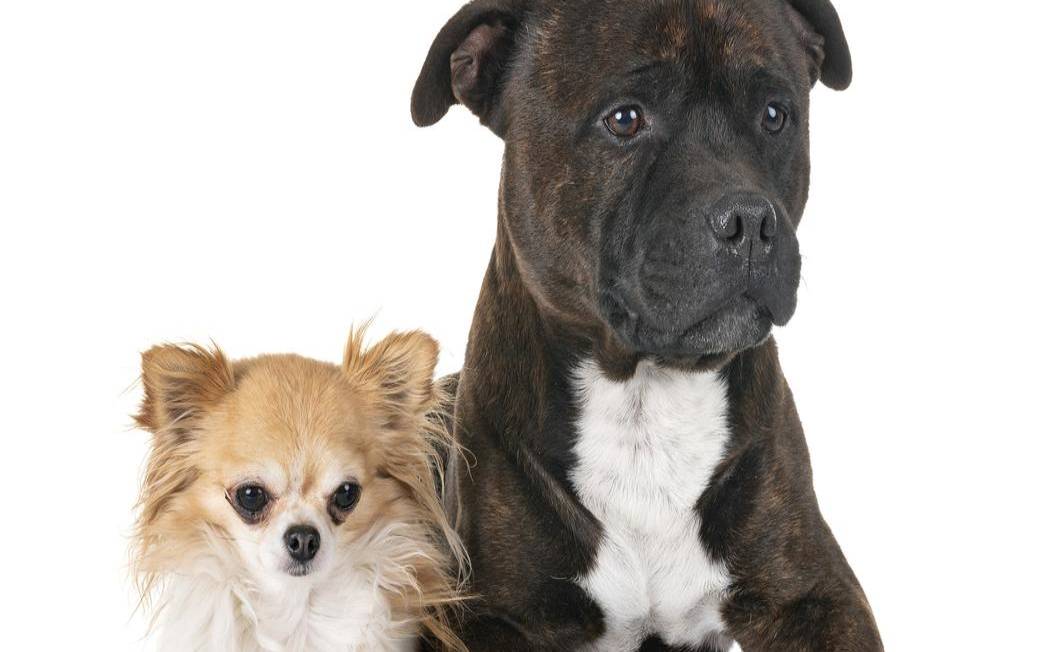 梦见狗和猪是什么意思