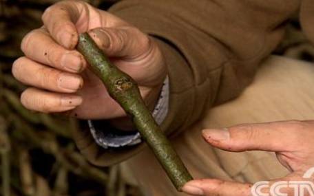 梦见新年 梦见新年