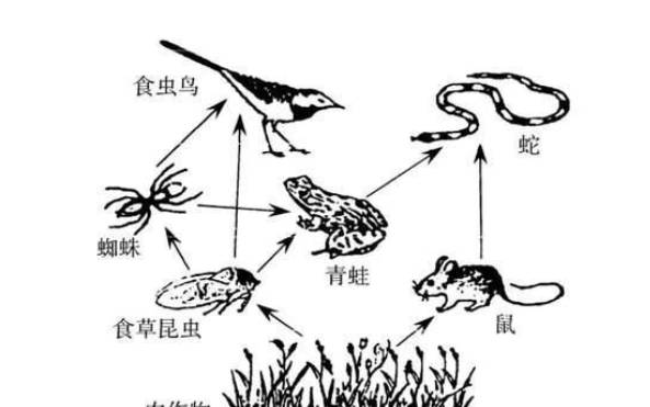 蛇晒日是什么意思 蛇晒日是什么意思