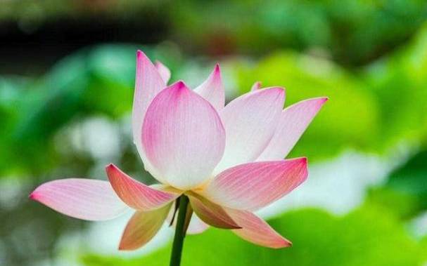 79年羊45岁后十年大运运程，79年属羊人未来十年运势如何