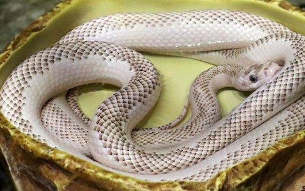 梦见蛇咬手没出血 梦见蛇咬手没出血