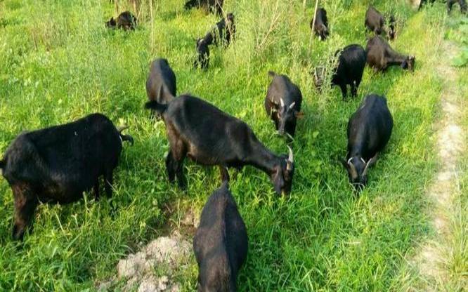 梦见黑山羊 梦见黑山羊