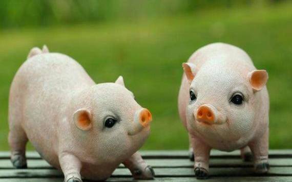 71年的生肖猪50岁以后运势 71年的生肖猪50岁以后运势