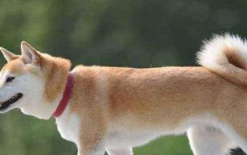 备孕先查好，2018属狗几月生最不好