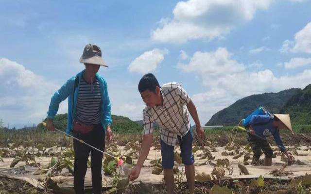 梦见发洪水水稻被淹 梦见发洪水水稻被淹