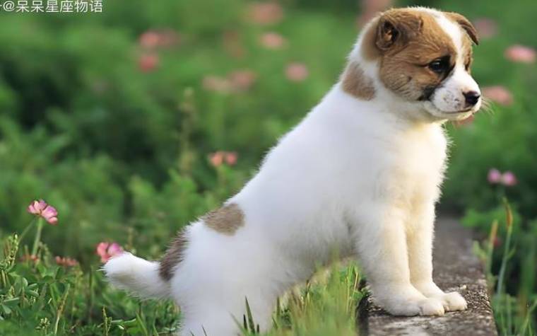 属狗的人2024年学业运势好吗 属狗的人2024年学业运势好吗