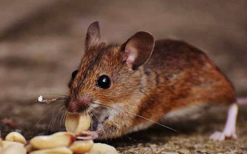 属鼠未来三年运势大揭秘,属鼠人未来三年运势如何 属鼠未来三年运势大揭秘,属鼠人未来三年运势如何