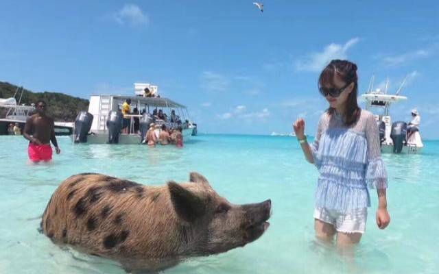 海中之猪