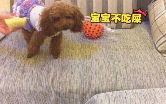 梦见狗吃屎