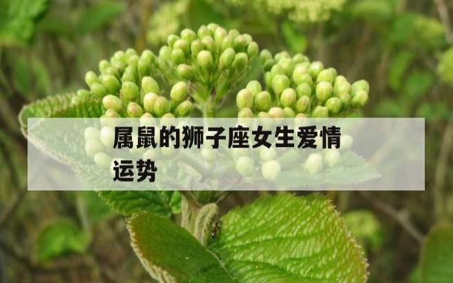 属牛狮子座2024年运势 属牛狮子座2024年运势