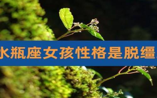 水瓶座女孩子的性格,水瓶座超准分析 水瓶座女孩子的性格,水瓶座超准分析