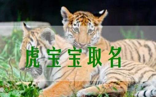 虎年起名禁忌 虎年起名禁忌