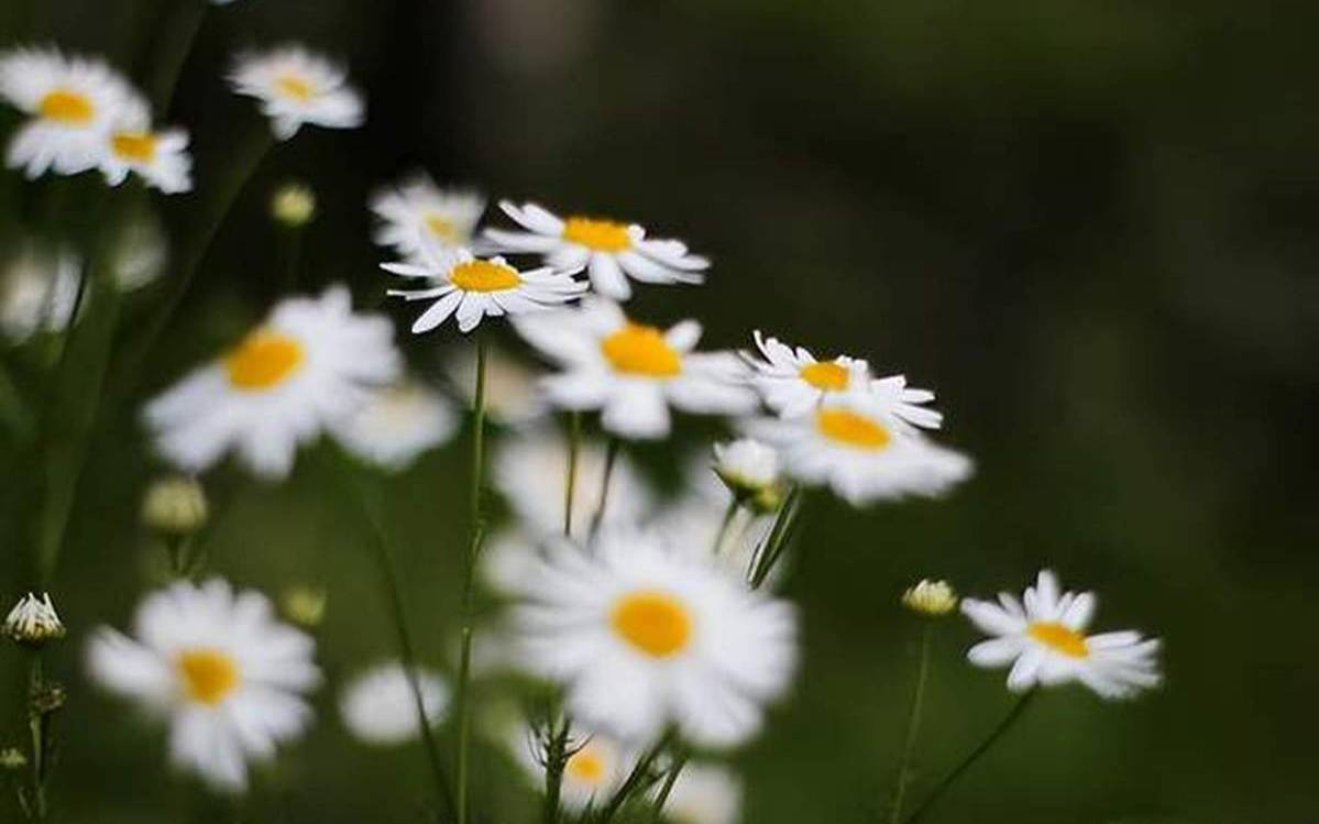 巨蟹座与同事的相处之道
