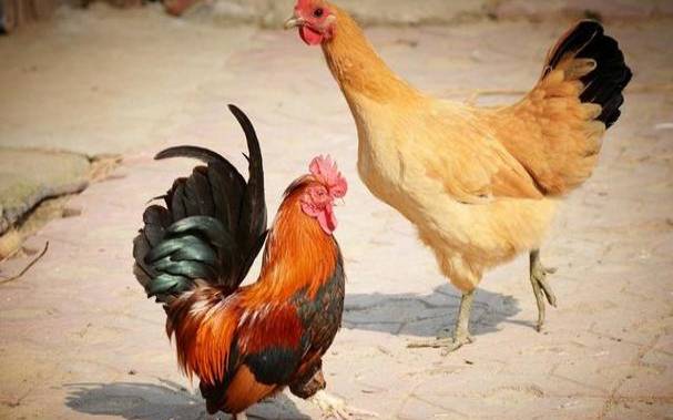 命里木旺的人最忌讳 命里木旺的人最忌讳