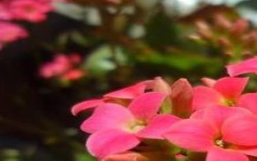 属狗未来三年运势大揭秘,属狗人未来三年运势如何 属狗未来三年运势大揭秘,属狗人未来三年运势如何