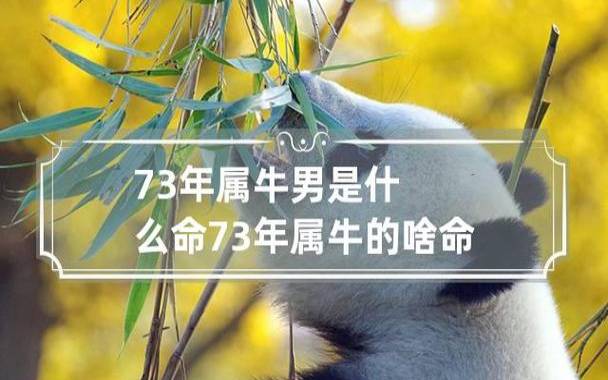 属牛出生哪个月份最苦 属牛出生哪个月份最苦