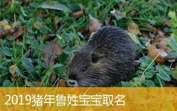 猪年杨姓宝宝取名,婴儿五行八字取名 猪年杨姓宝宝取名,婴儿五行八字取名