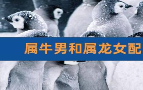 属鸡与属龙相配吗 属鸡与属龙相配吗