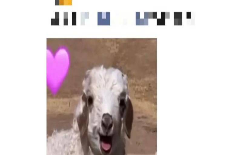 梦见杀羊 梦见杀羊