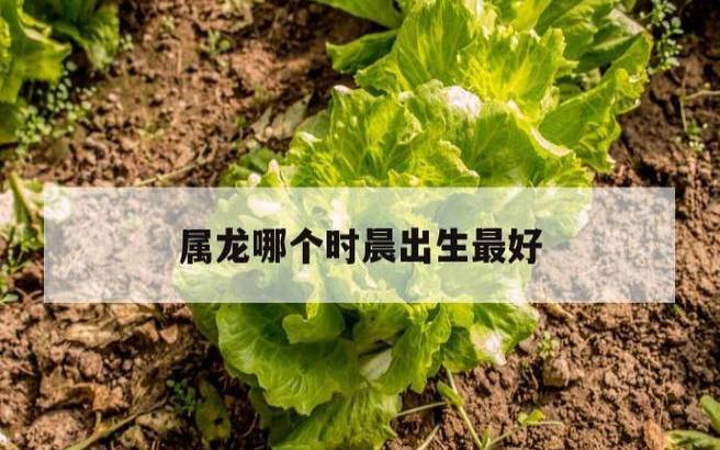 辰时的属龙人的命运如何
