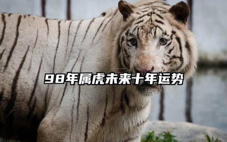 属虎人2024年10月运势 属虎人2024年10月运势