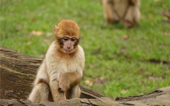 32岁属猴女的最佳配偶是谁，猴感情运势怎么样