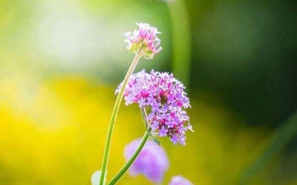 狮子座2024的运势怎么样 狮子座2024的运势怎么样