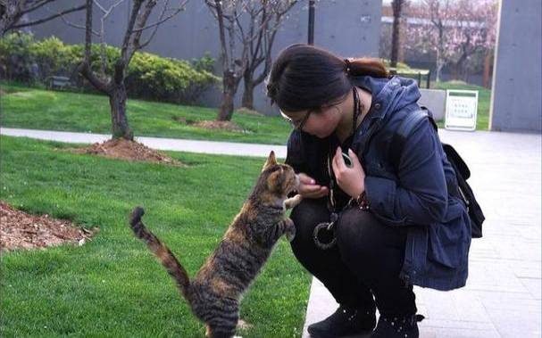 isfjt型人格女生，isfjT型人格和哪个人格配