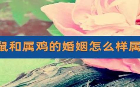属鼠跟属兔的婚配好吗，属兔和属鼠的合不合