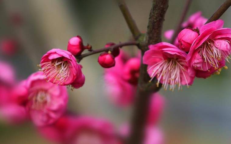 招桃花爆表的星座女 招桃花爆表的星座女