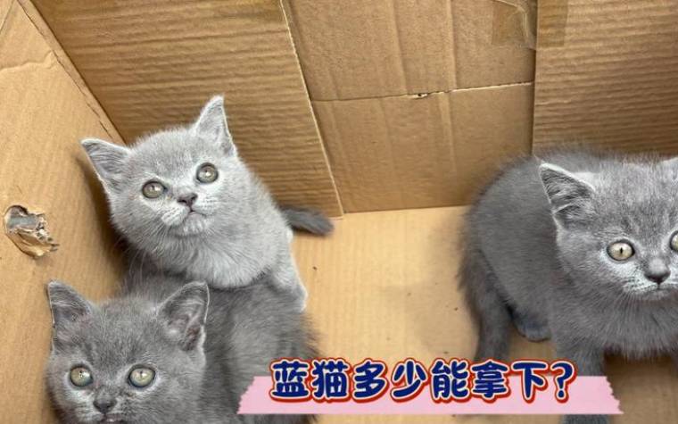 梦见蓝猫 梦见蓝猫