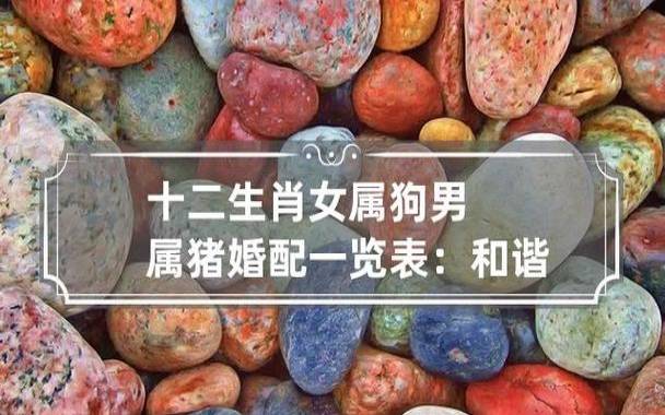 生肖男狗和生肖女鸡的爱情 生肖男狗和生肖女鸡的爱情