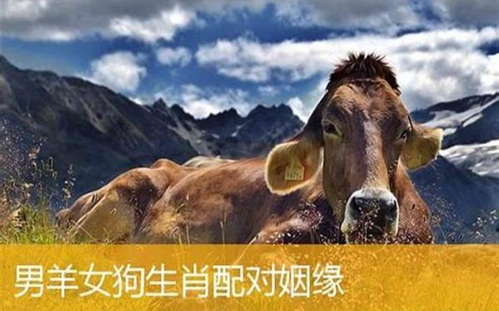 属牛的和属狗的婚配怎么样，牛和狗属相婚配如何