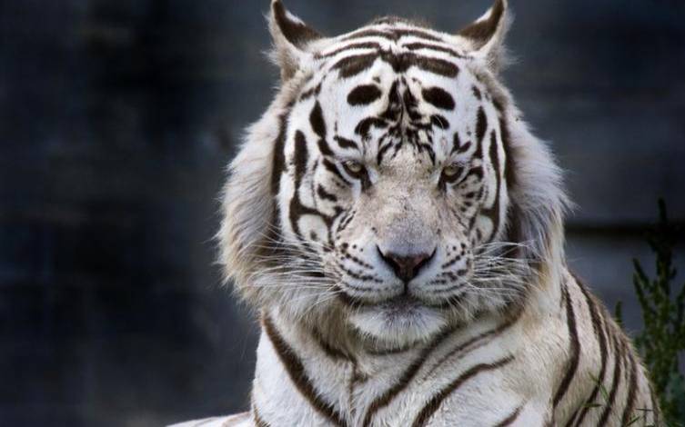 属虎的今年多大2013