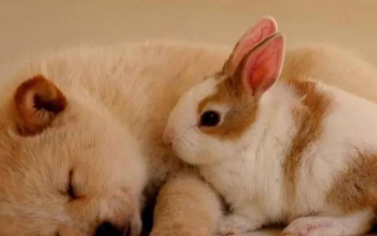 属狗的婚配什么属相最好,盘点属狗最佳婚配属相 属狗的婚配什么属相最好,盘点属狗最佳婚配属相