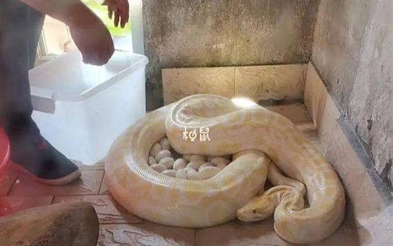 梦见爬行类,周公解梦之梦到爬行类 梦见爬行类,周公解梦之梦到爬行类