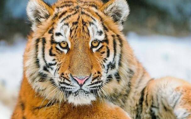 生肖虎最让人讨厌的地方