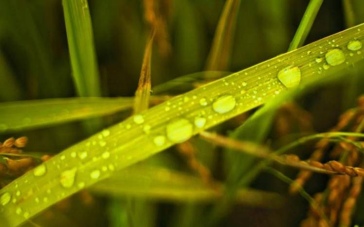 梦见田野谷子长势好 梦见田野谷子长势好